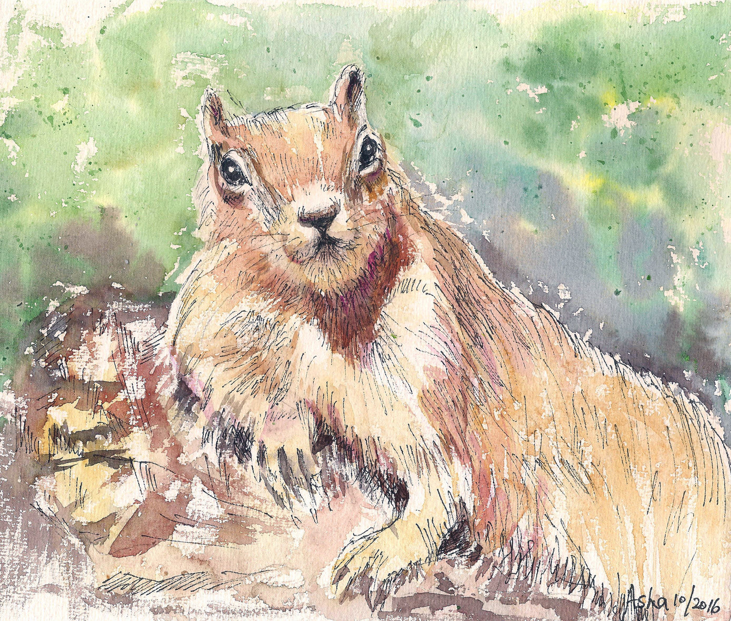 Red Squirrel Sunbathing- Ink and watercolor wash on paper