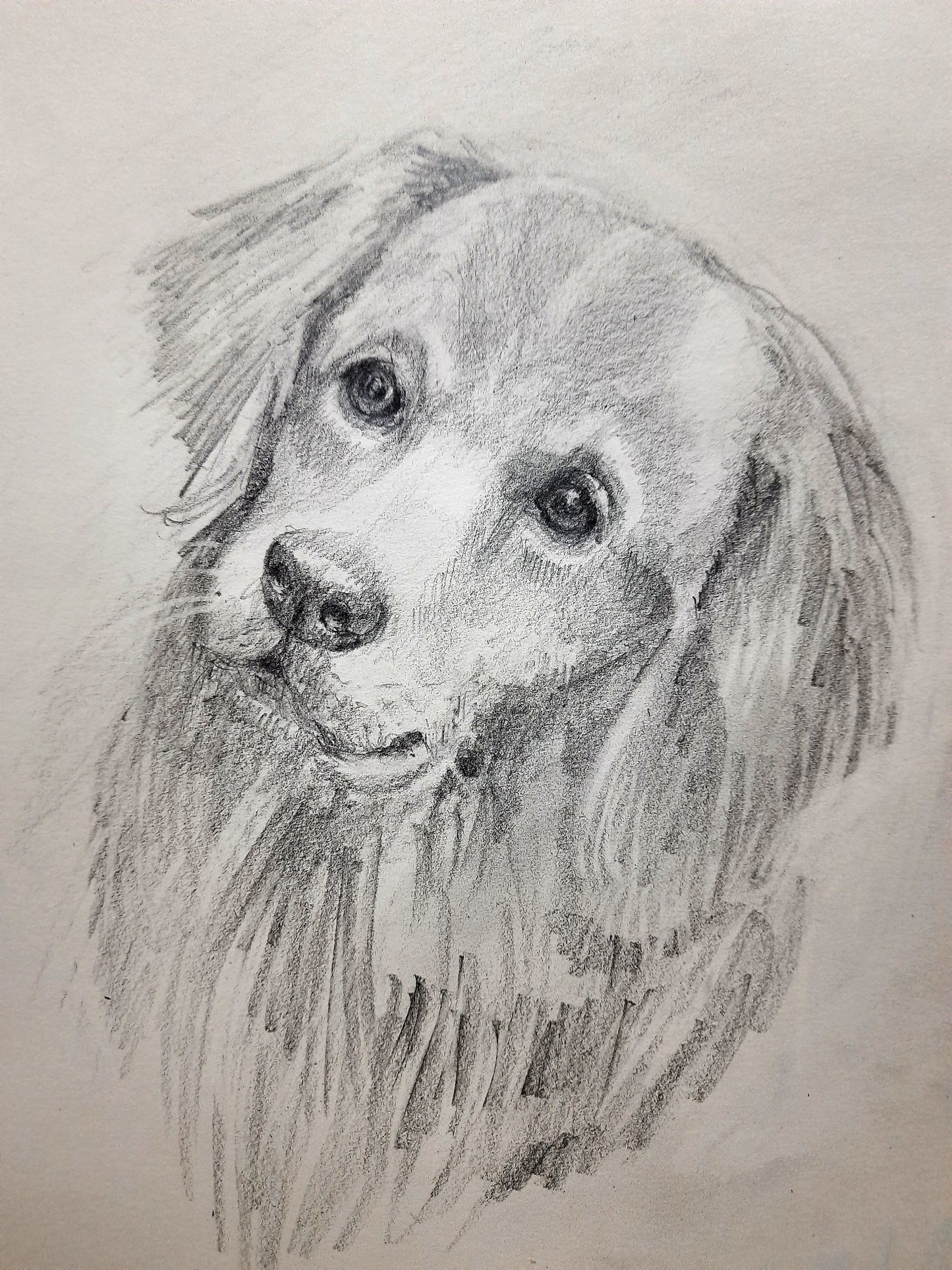 closeup, Golden Retriever Dog, Pencil sketch on paper (SOLD)