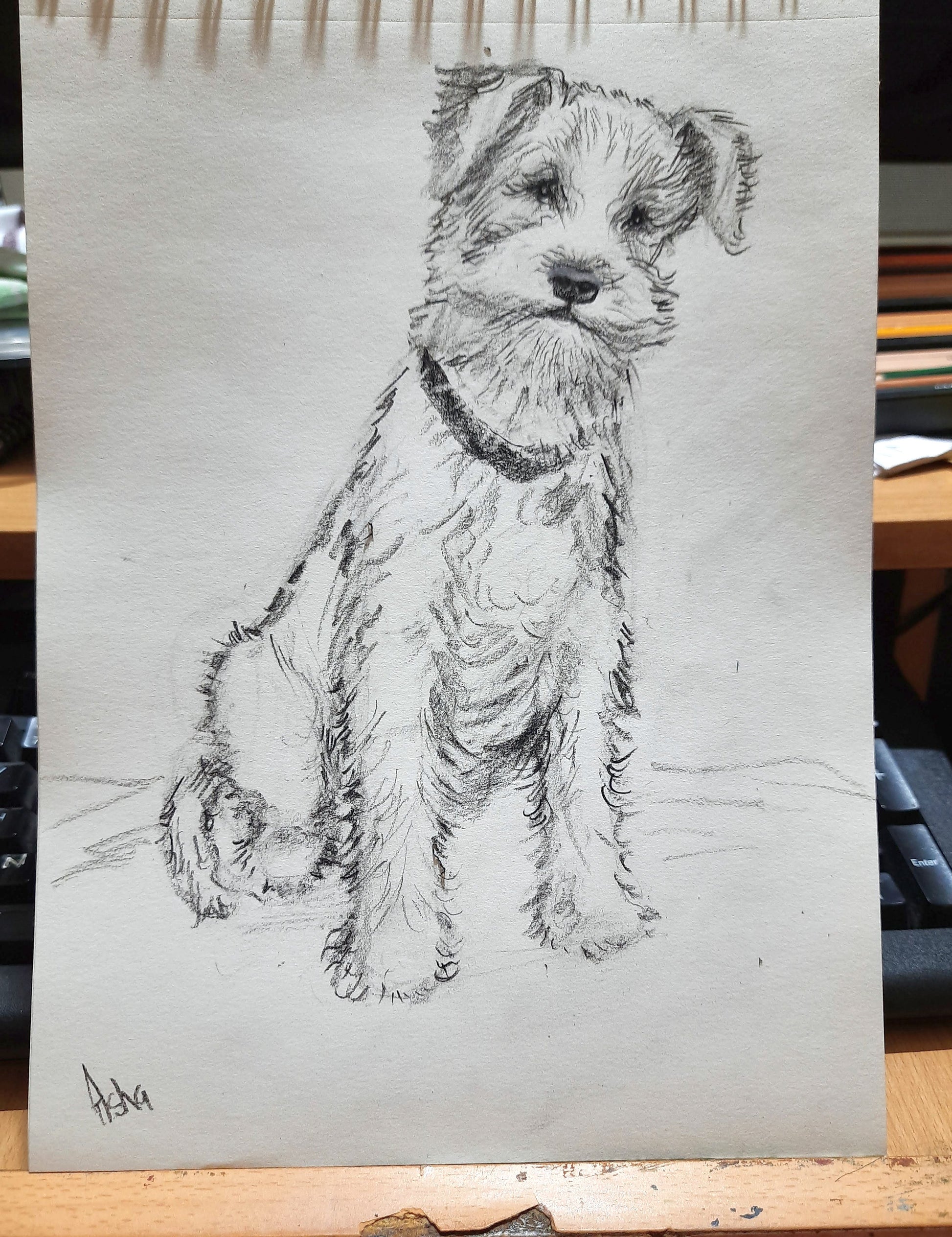 Work in progress, Wire fox terrier Pencil sketch on paper