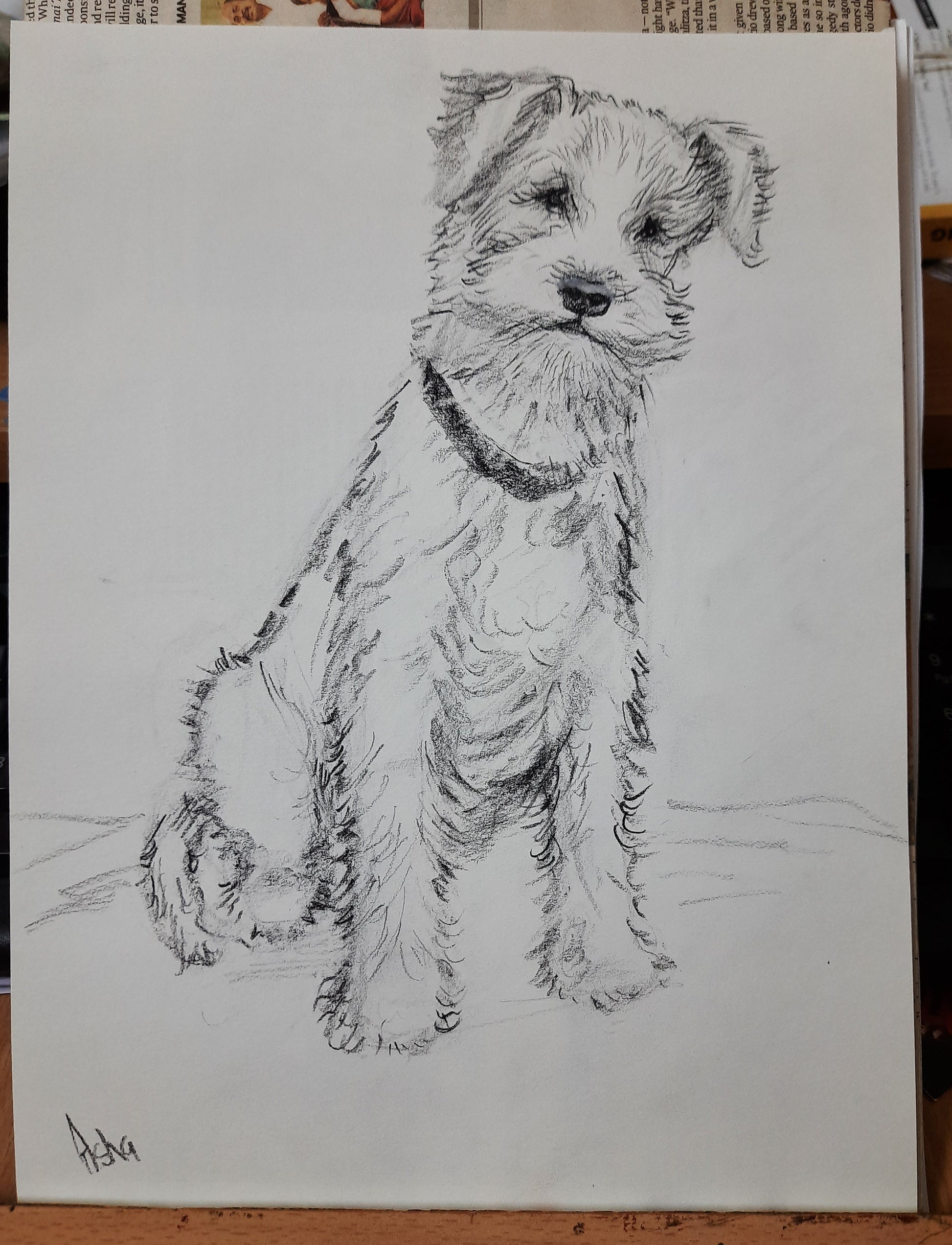 Studio view of Wire fox terrier Pencil sketch on paper
