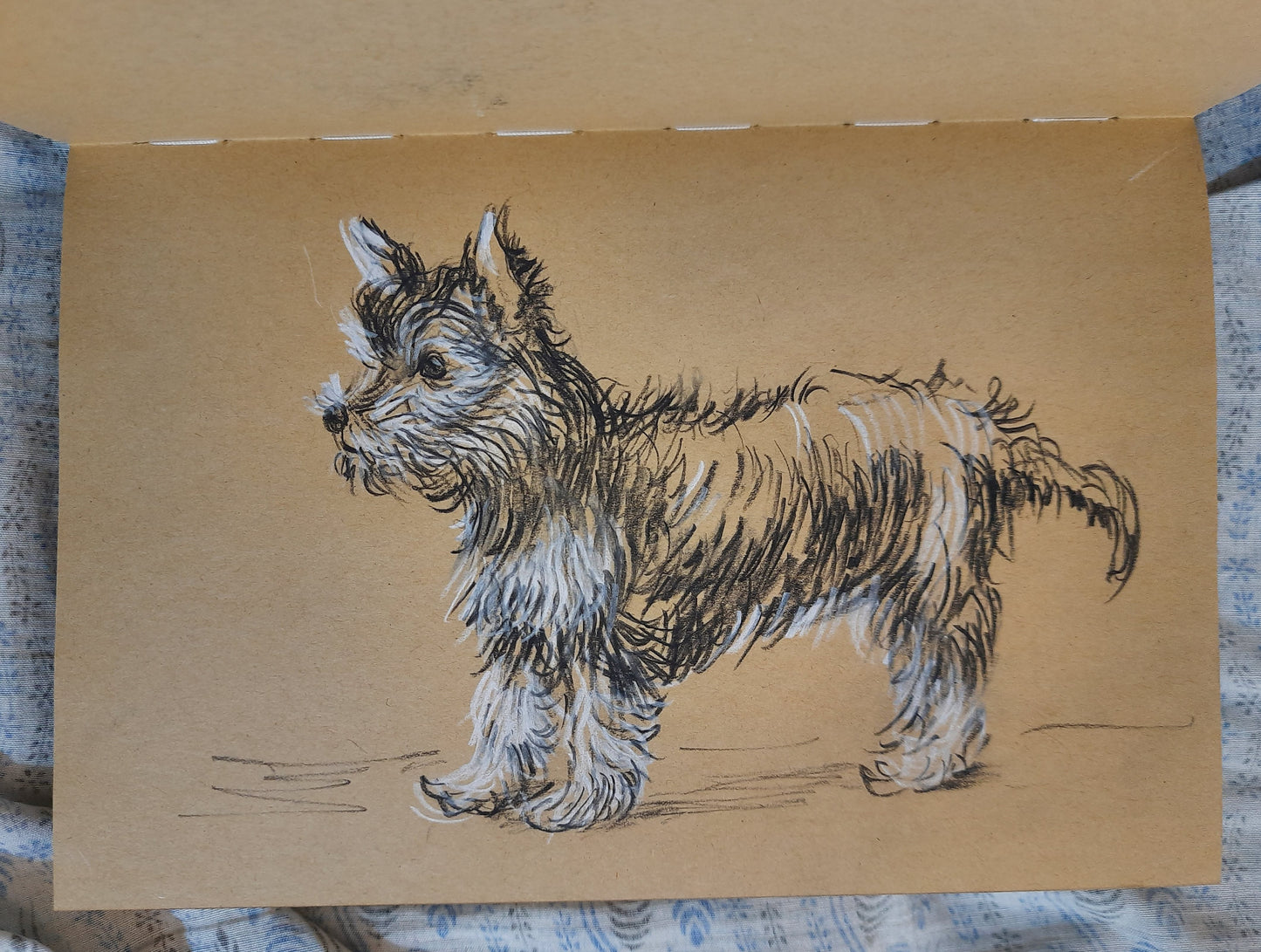 studio view Yorkshire Terrier trotting - pet dog Charcoal pencil sketch on toned paper