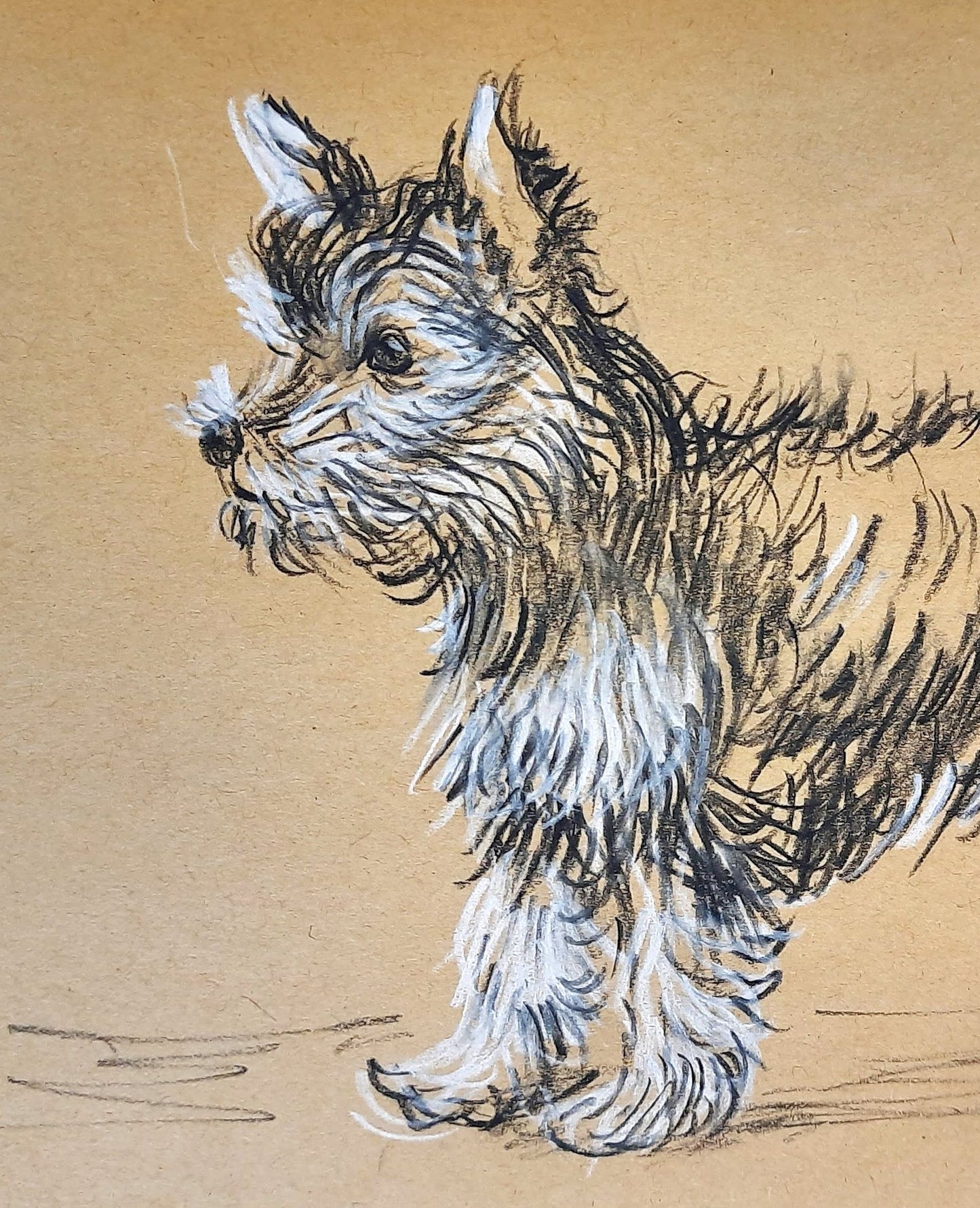 closeup Yorkshire Terrier trotting - pet dog Charcoal pencil sketch on toned paper